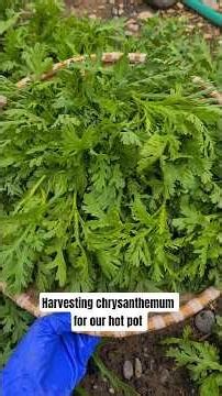 The time for harvesting chrysanthemums is upon us again. Come harvest chrysanthemum with me #garden
