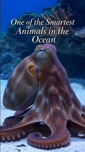 The Octopus That Escapes Locked Aquariums!🐙