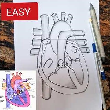 Easy Human Heart Diagram drawing class 10