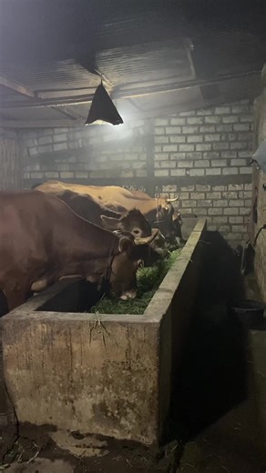 ☕️🚬#kajipedet #bakolsapi #blantikmudapunyacerita #peternakmuda #fypage