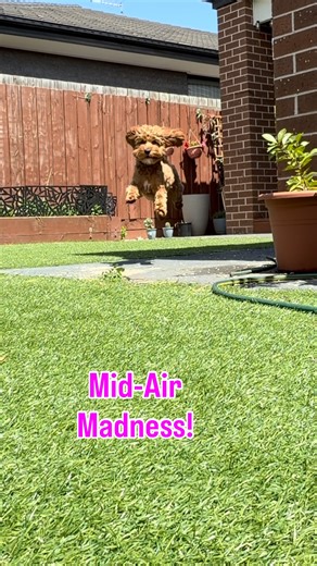 When your inner superhero meets your squeaky ball obsession. Dodger’s got more air time than a kangaroo on caffeine! 😂 Hashtags: #DodgerTheCavoodle #AussieCavoodle #CavoodleLife #FlyingFurball #CavoodleCrazy #CavoodleOfInstagram #AussieDogs #CavoodleFun #DogsofAustralia #CavoodleLove | Dodger the Cavoodle