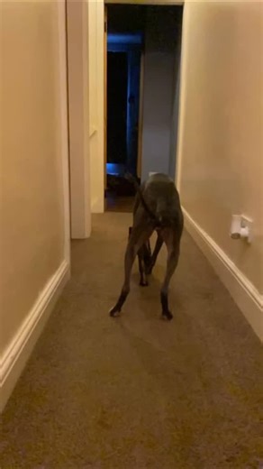 Whippet Club on Instagram: "👫 Tag Your friends 👉 Follow @whippetsclub 📷 @the.dabells / TT (No copyright intended.All rights are reserved & belongs to their respective owners.) #whippet #whippetpuppy #whippetgram #yotwhippet_feature #whippetsofinsta #whippetlife #whippetlove #whippetcorner #whippetsofinstagram #whippetstyle #whippetworld #instawhippet #whippets #whippetofinstagram #bluewhippet #whippetmix #whippetlovers #whippetgood #whippetsofig #whippetcross"