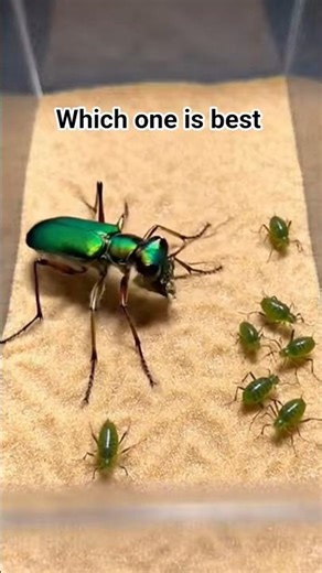 Nature's Emerald Assassin: The Tiger Beetle 🪲✨