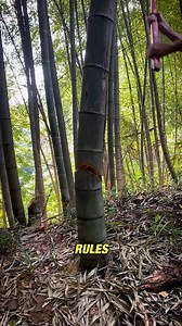 Bamboo Cut in Just 2 Shots—Here’s the Trick! #SmartFarming #GeometryInRealLife #BambooHacks #RuralInnovation | Production Pulse