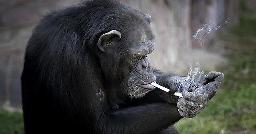Smoking chimpanzee
