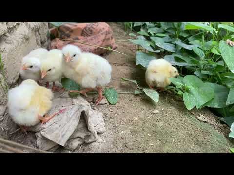 colored chicks growing | colored chicks for sale | colored chicks lifespan | colored chicks#cute