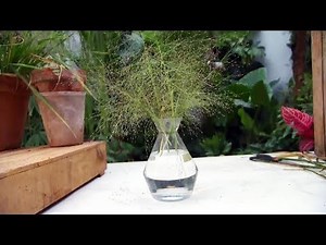 Eragrostis, a plant for floral arrangements - DIY