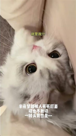 一轉頭竟然是… #笨蛋小貓 #萌寵出道計劃 #這麼可愛的小貓咪