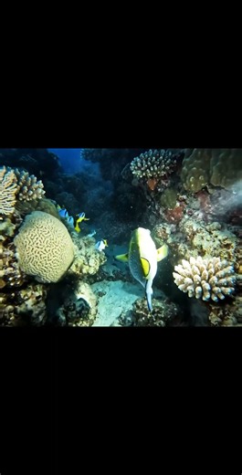 “Underwater POV: What a Triggerfish Sees in the Ocean” #pov #nature #macrowildlife #wildlife