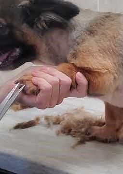 Trimming a dogs paw pad fur and cutting the nails demo, dog grooming without restraints