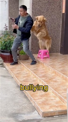 This Dog Pulled the Chair Away… The Reason Will Melt Your Heart ❤️