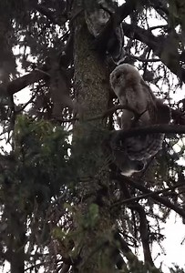 Can you spot all the owlets? | Adorable family stretch in the trees