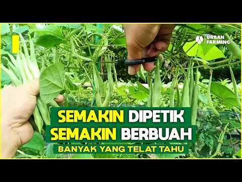 Just Found Out! Green Beans Can Produce This Much Fruit