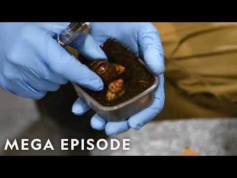 Hunting Down Smugglers | To Catch A Smuggler MEGA Episode