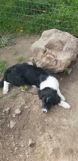 Zuhause gesucht ! Kea und ihre Schwester. Sie sind beide recht ruhig für ihr Alter. Einfach knuffig.