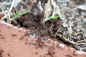 8 child-friendly ways to keep ants out of your house and garden - Netmums