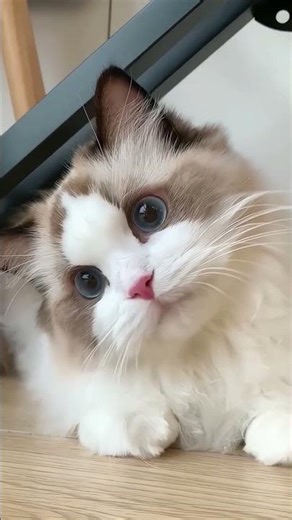 Beautiful Sad Cat 😿 | The Most Emotional Kitten Video #shortsfeed