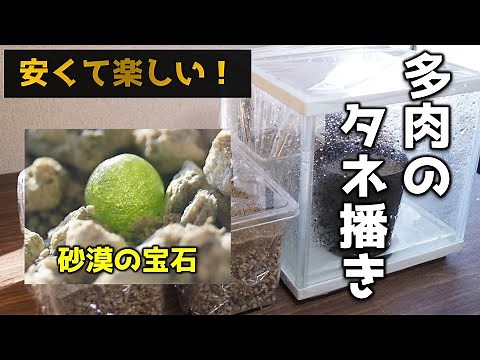 【観葉植物の醍醐味？】多肉植物をタネから育てます！砂漠の宝石ブルゲリの栽培【コノフィツム・リトープス他】
