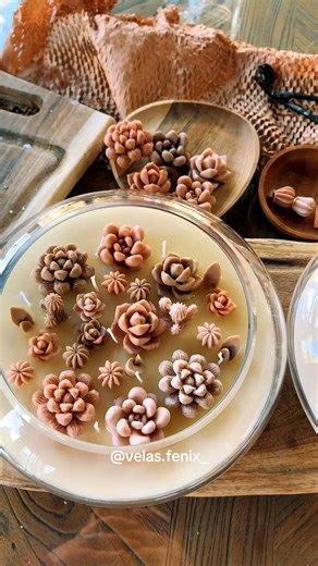 Velones de Terrario: Creatividad y Emprendimiento