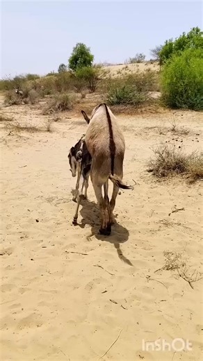 108K views · 388 reactions | Atların ciftlesmesi | Belgesel hayatım | Facebook