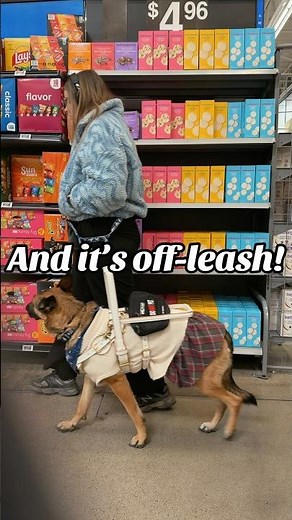How does behave a real Service Dog that’s off leash? #servicedog #servicedoglife