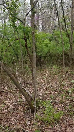 Invasive bush honeysuckle removal. Stump cut method with using tordon. Bush Honeysuckle makes a monoculture habitat as it chokes everything out and grows super fast. I have an update on this video what it looks like 2 years later after just 1 fire. #landmanagement #natives #invasives #habitat