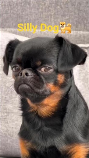 Dogs Doing Human Things! 😂#funny #funnydog #stylishdogs