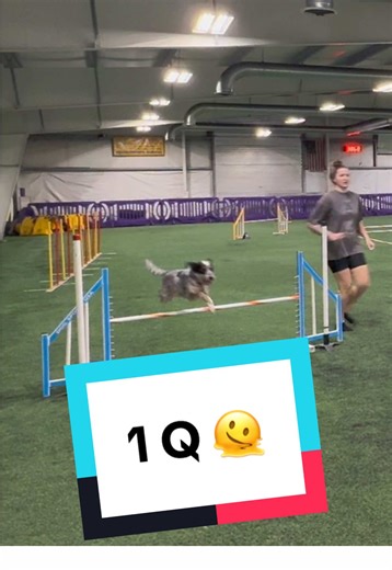 back at agility since last year. 1 Q t2b. only problem consistently was his weaves popping out at the last 2 poles. first run i watched backed and it seems i angled out. fine. but then the problem stuck around. oh well. back to drilling weaves. but this time i'm going to add distractions. i started some drills last year so he wasn't dependent on my position so time to pick it back up. rookie mistake of not intensively keeping pup in shape over the winter. he still took his agility classes where 