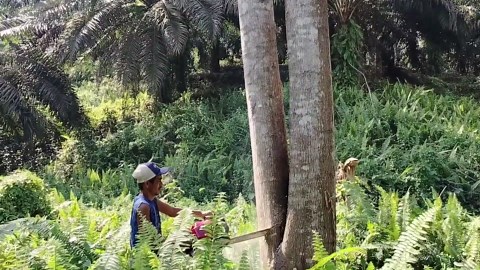 House Foundation Timber Prep – 2cm x 4m Boards as Per Instructions