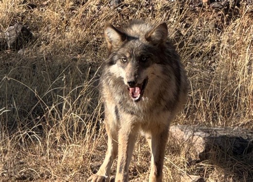 Catron County could declare state of emergency over Mexican grey wolf population
