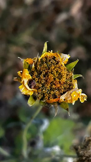 Faded beauty… #littlethings #findyourjoy #mentalhealthmatters #flowers #flora #artist #momaphotoclub #aloveleyday #eatdrinkenjoycreateloveanddance | Angie Austin
