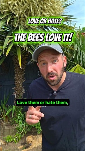 Love Them or Hate Them? This Plant Is a Bee Magnet! 🐝🌴