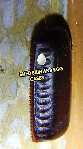 what the sign of cockroach attack?