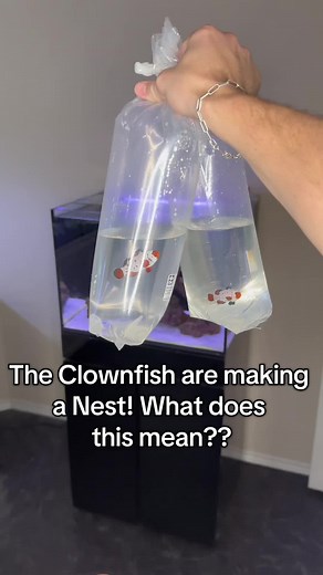 Clownfish Nesting Behavior Explained: What to Expect