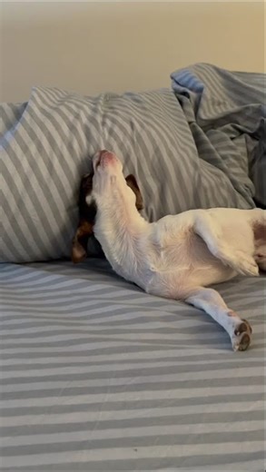 WOLF DOG (MİNYATÜR KURT)