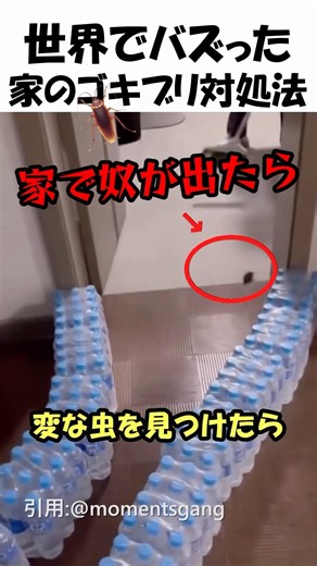 家で虫を見つけた時の対処法🪳