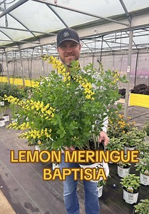 Baptisia ‘Lemon Meringue’: Proven Winners Plant Guide