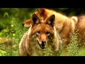 The Secret Lives of Coyotes - Nature’s Ultimate Survivors Revealed