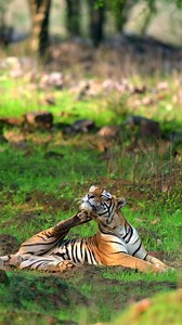 Ramba Ho! 🎶 When a super hit Usha Uthup classic meets the untamed wild of India — rhythm, freedom, and raw nature in one frame. 🌿🦅 Watch, feel the vibe, and drop your thoughts in the comments. #wildnelliyampathi #FaisalMagnet #wildlifephotography #nikonindiaofficial #nelliyampathi #nikonindia | Faisal Magnet