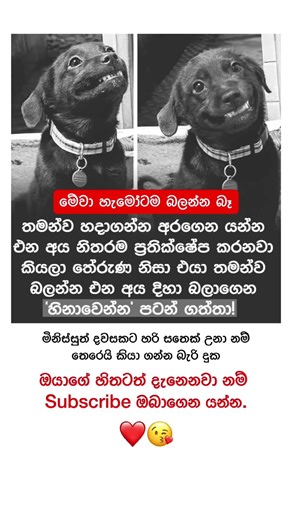 💔මිනිස්සු ඇයි මෙහෙම 😢🙏 #shorts #shortsfeed #viral #trending #fyp #fypシ #srilanka #best #new #ai
