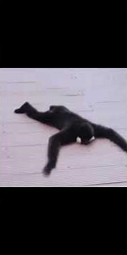 epic gibbon compilation.