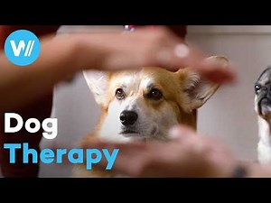 How dogs help us feel better- The School of Canine Massage (Short Documentary)