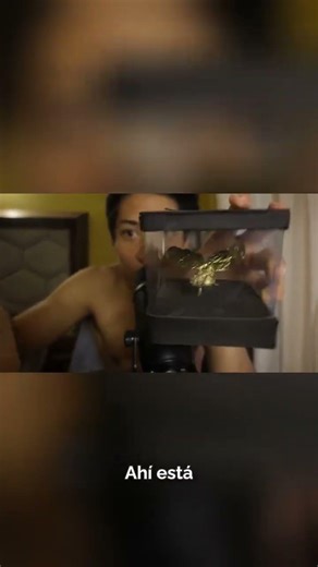 Incredible Golden Flies That Will Leave You Speechless! ASMR