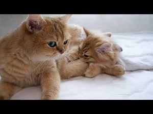 Here’s a kitten who’s usually a little mischievous but is actually quite a cuddle bug…