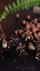 This setup will keep your Fern alive 🌿 Trust me when I say this. Everyone can grow ferns successfully if they use this method 🪴✨ This setup works like a terrarium base, but in a glass container instead of a pot for a cleaner, more aesthetic look. You can do this in a normal pot with a reservoir, but those don’t hold much water and need refilling far too often. Start with a layer of LECA at the bottom. You can use any material that draws water upward. Optionally, add on top a bit of horticultur