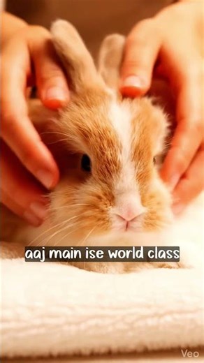 cute bunny getting massage 😍🥰#bunnylifestyle #cuteanimal #massage #bunnymunching #rabbitcare #shorts