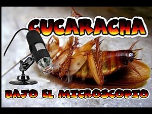 NO CREERÁS COMO SE VE UNA CUCARACHA EN EL MICROSCOPIO
