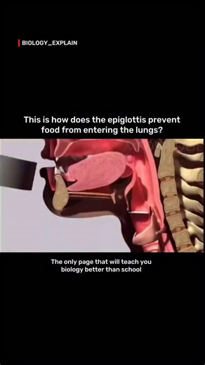 medical / biology explain | The epiglottis is a flap of cartilage located at the base of ...The epiglottis prevents food from entering the lungs by acting as a... | Instagram