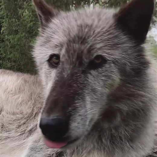 Incoming wolf kisses in 3... 2... 1... 😘 | Wolf Conservation Center