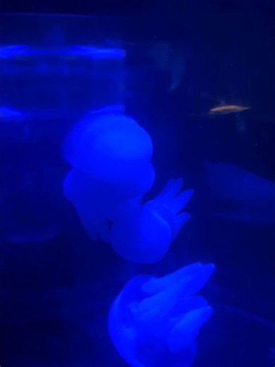 Mesmerizing Jellyfish Floating in an Aquarium 🪼